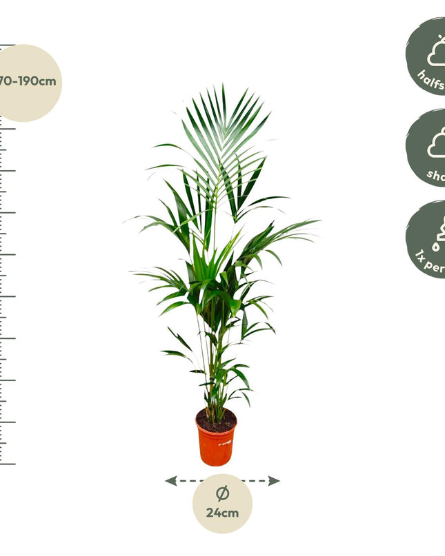 Kentia palm - 180cm - ⌀21 -24