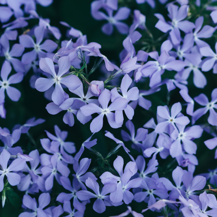 48x Phlox (S) 'Emerald Cushion Blue'- ↕10-25cm - Ø9cm