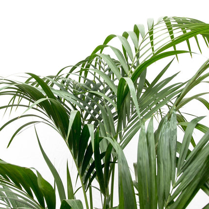 Kentia palm - 180cm - ⌀21 -24