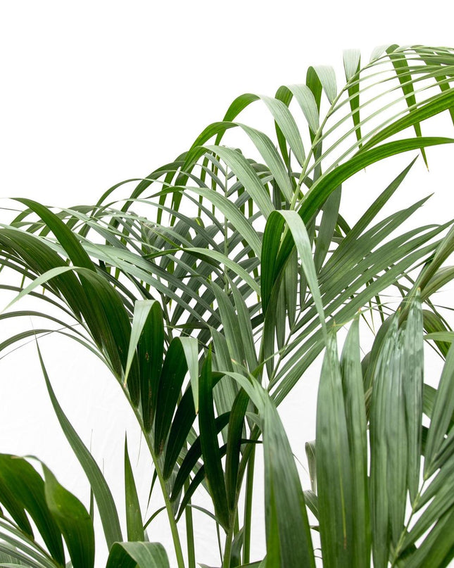 Kentia palm - 180cm - ⌀21 -24