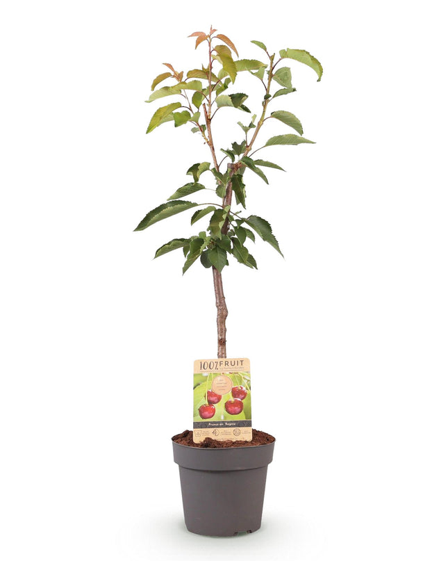 Kersenboom - Prunus avium Regina  - Rode kers - Pot 21cm Hoogte 90cm