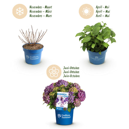 Hortensia Paars - Hydrangea Endles Summer Summer Love Purple - 8 Planten - Pot 14cm - Hoogte 20-25cm