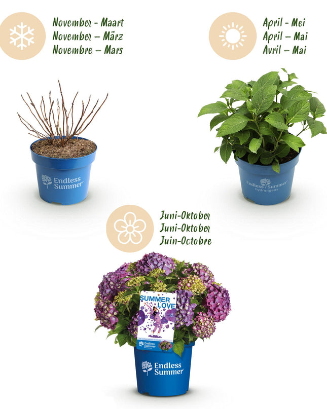 Hortensia Paars - Hydrangea Endles Summer Summer Love Purple - 8 Planten - Pot 14cm - Hoogte 20-25cm