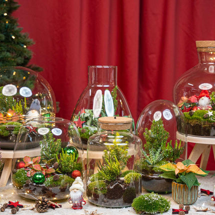 Kerstmis terrarium - Planten terrarium  - DIY kit Christmas - Ø 19 cm ↑ 20 cm