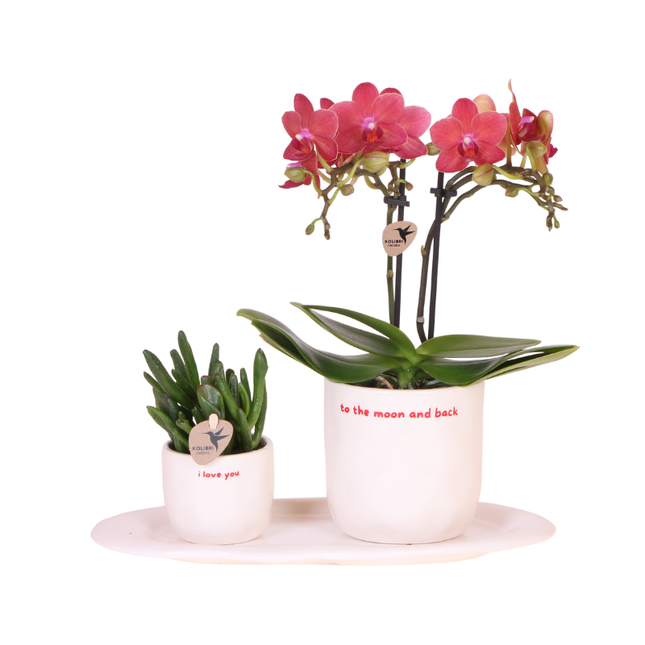 Orchid | Gift set 'love you' | Red Phalaenopsis orchid Congo with green plant in love decorative pots on Cloud plate