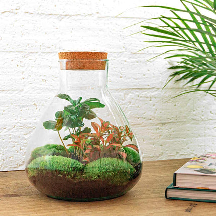 DIY terrarium - Sammie Coffea Red - Ø 22,5 cm ↕ 27 cm - Normal