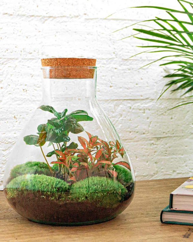 DIY terrarium - Sammie Coffea Red - Ø 22,5 cm ↕ 27 cm - Normal