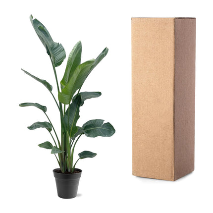 Strelitzia Nicolai XXL - 190 - 225 cm - ø27-ø30 - 🚚 Envío Gratis
