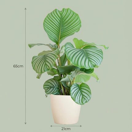 Calathea Orbifolia + maceta con tierra - 65cm - Ø21