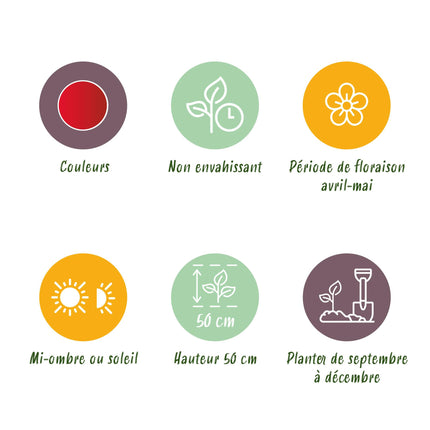 Bloembollen - Tulp Triumph Red - Kleur Rood - 15 stuks - Bolmaat 11/12 - XXL Pack