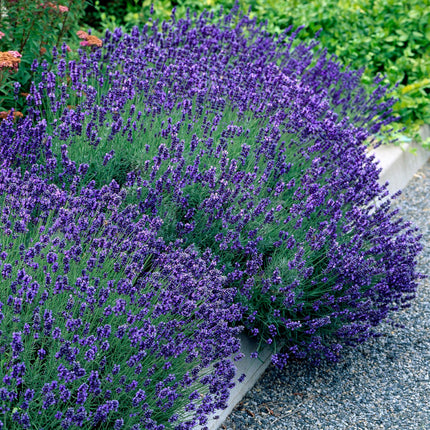 Lavande - 18 plantes - Lavandula angustifolia Hidcote - Rustique - Violet - Pot 12cm - Hauteur 15-25cm