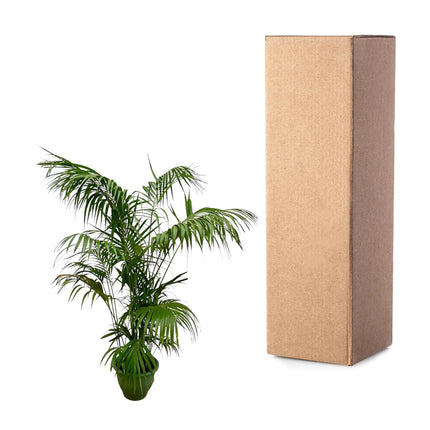 Kentia-Palme XXL - 260 cm - ø32-40 cm