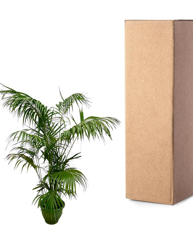 Kentia-Palme XXL - 260 cm - ø32-40 cm