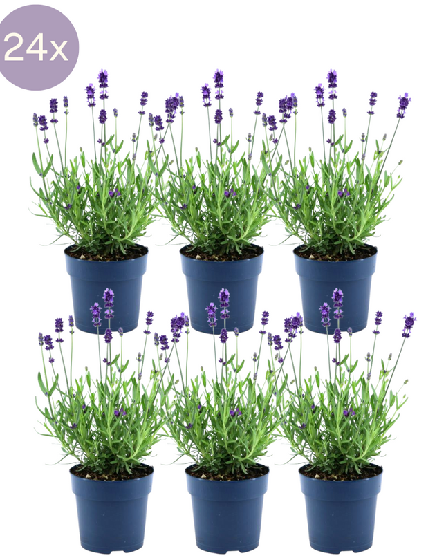 24 x Lavandula angustifolia Felice® - Ø12 cm - ↕25 cm