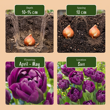 48x Tulipa Double Lilac - Tulipán doble lila - Morado - Floración primaveral - Calibre del bulbo 11/12