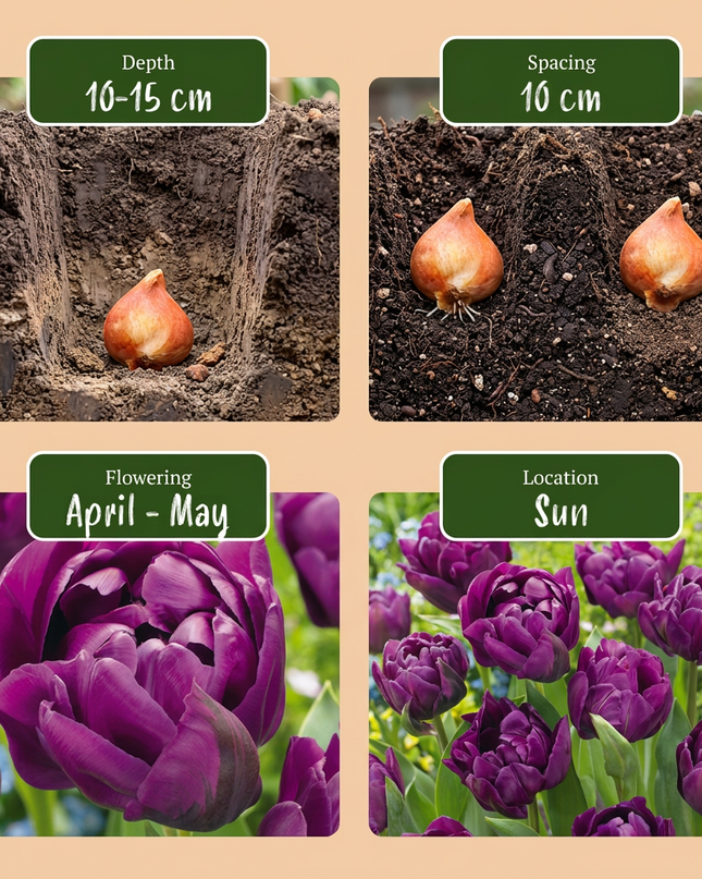 48x Tulipa Double Lilac - Dubbele lila tulp - Paars - Voorjaarsbloeier - Bolmaat 11/12