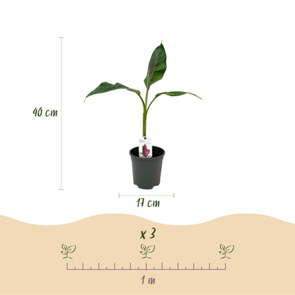 Planta de plátano - Musa sikkemensis Red Tiger - Resistente al invierno - 2 plantas - Maceta 17cm Altura 40cm