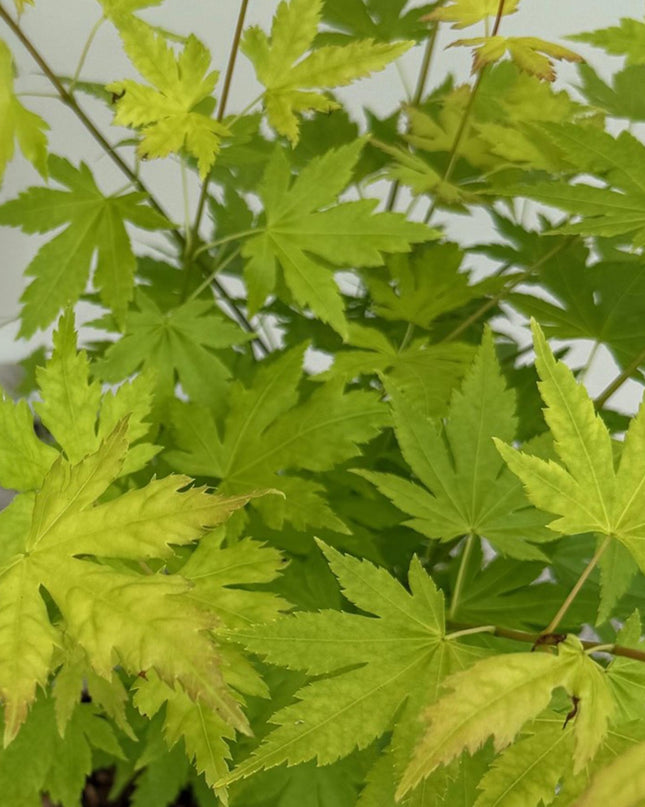 Érable du Japon - Acer palmatum Orange Dream - Orange - 2 Plantes - Caduc - Pot 19cm Hauteur 70cm
