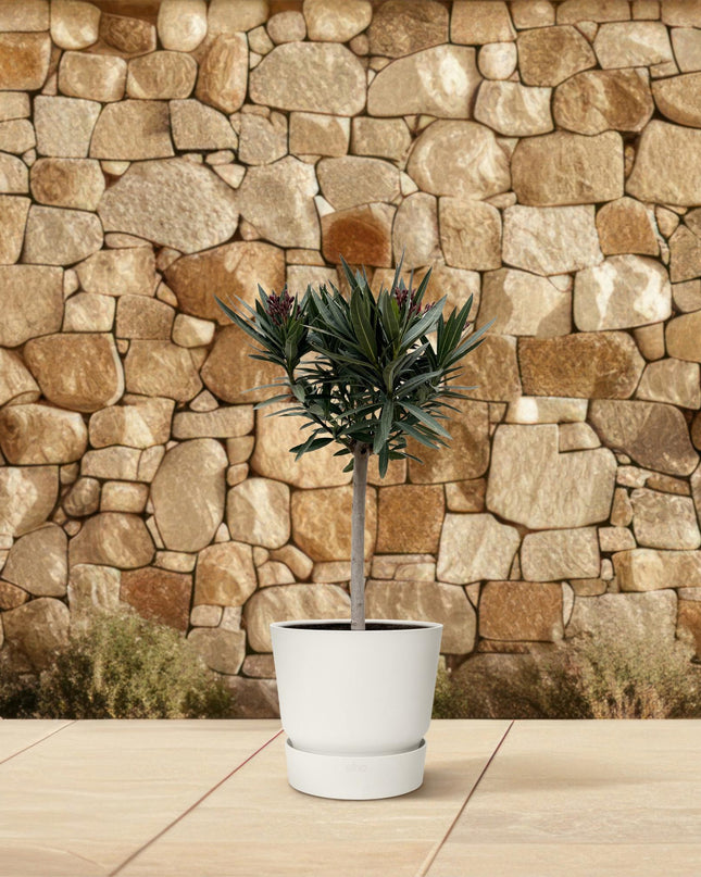 Nerium Oleander op stam met witte bloem - 90cm - Ø19