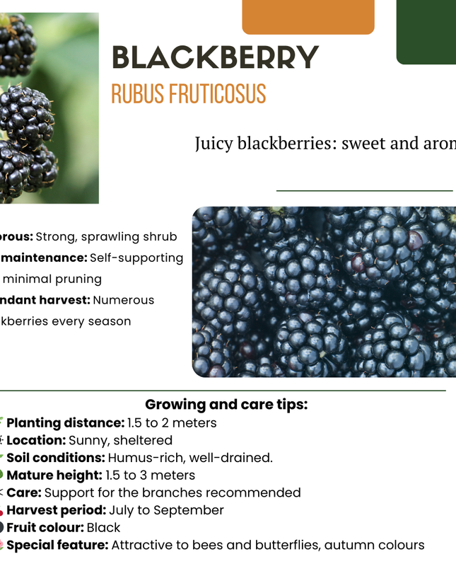 Mix di piante da frutto BIO 5 pezzi - Lampone/ Ribes/ Mirtillo/ Uva/ Mora