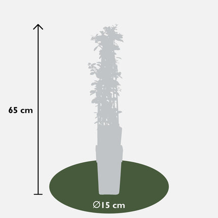 Pyracantha 'Brillo Naranja' - Ø15cm - ↕65cm