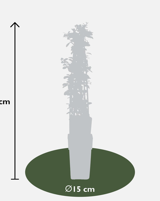 Pyracantha 'Orange Glow' - Ø15cm - ↕65cm