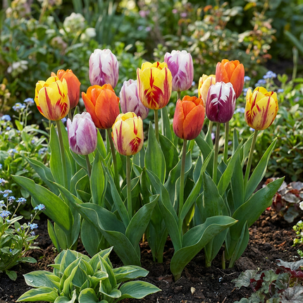 120x Tulipa Flaming Beauty Mix – Tulpe Flaming Beauty Mix – Verschiedene – Frühjahrsblüher – Zwiebelgröße 11/12