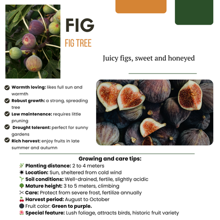 Alberi di fichi BIO - 6 pezzi - Ø 13 cm - ↨ 20 cm