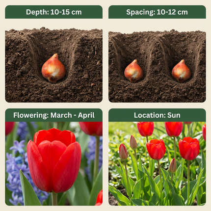 120x Tulipa Triumph Red - Triumph-Tulpe - Rot - Frühjahrsblüher - Zwiebelgröße 11/12