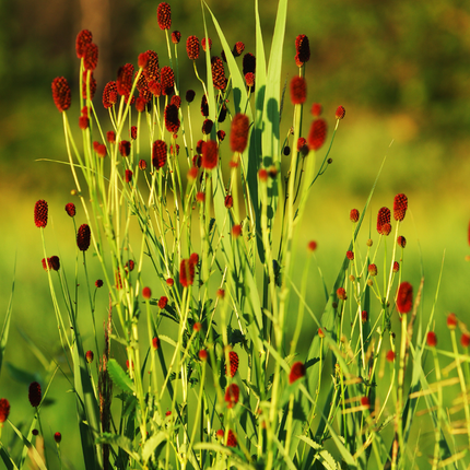 48x Sanguisorba o. 'Tanna' - ↕10-25cm - Ø9cm