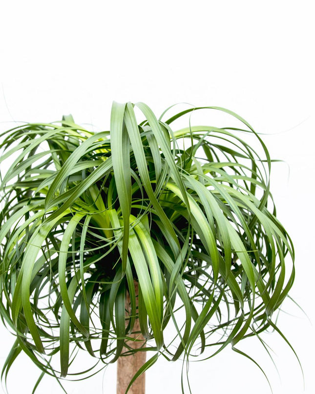 Beaucarnea XXL - 200cm