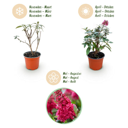 Arbusto de mariposas rojo - 3 plantas - Buddleja davidii Butterfly Candy Little Ruby - Maceta 12cm - Altura 20-25cm