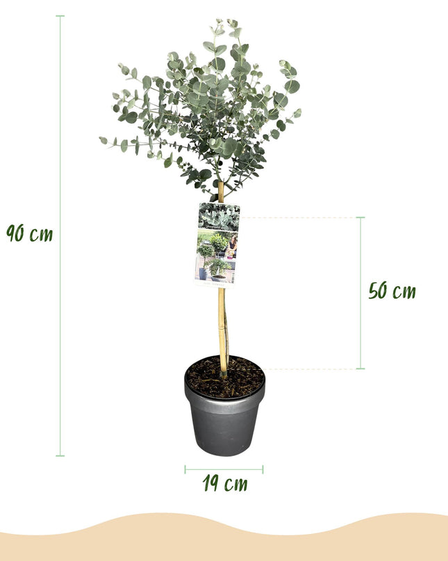 Eucalyptus gunni Azure - Pianta da terrazzo - Sempreverde - Resistente all'inverno - Foglia grigia - Vaso 19 cm Altezza 90 cm