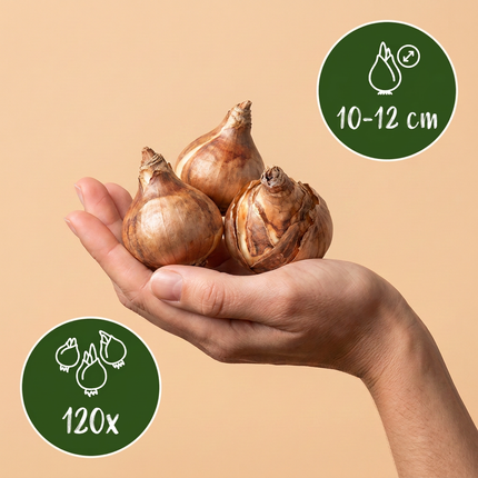 120x Narcissus Botanical White Mix – Botanische weiße Narzissenmischung – Weiß – Frühjahrsblüher – Zwiebelgröße 10/12