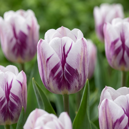 120x Tulipa Flaming Flag – Tulpe Flammende Flagge – Weiß und Violett – Frühjahrsblüher – Zwiebelgröße 11/12
