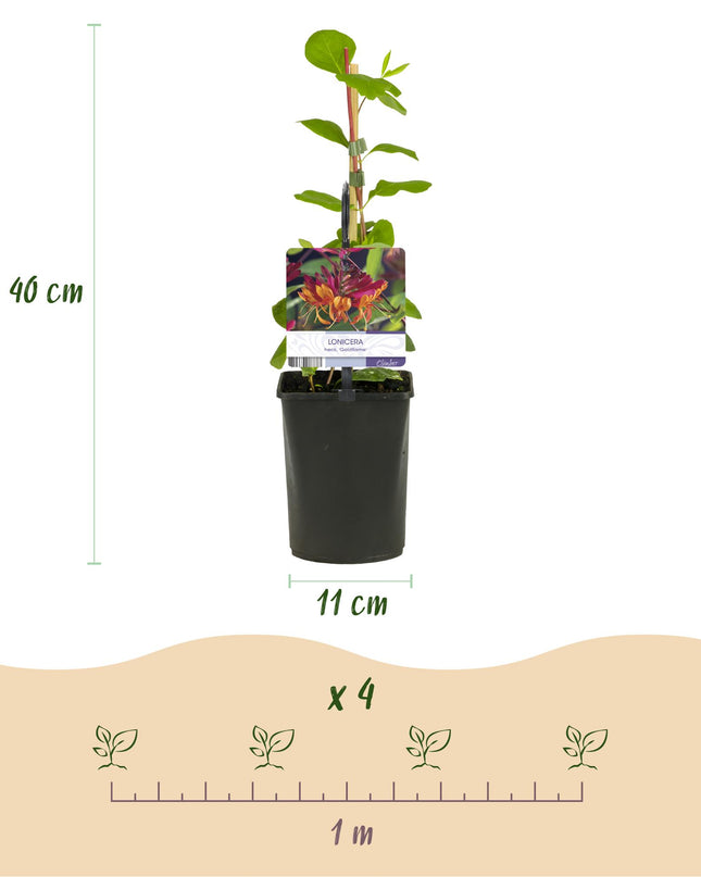 Klimplanten Rainbow - 4 planten - Clematis montana Rubens  Hedera helix lonicera Goldflame Campsis madame Galen   - Jaarrond kleur - Pot 11cm Hoogte 40cm