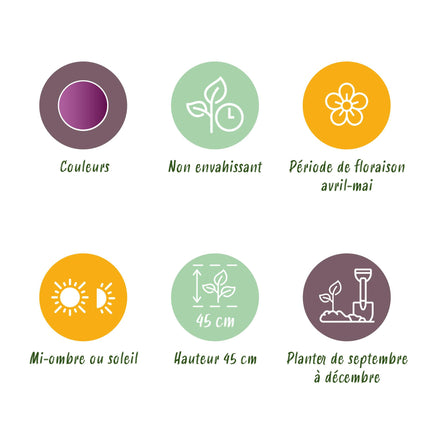 Bloembollen - Tulp Double Lilac - Kleur Paars - 50 stuks - Bolmaat 11/12 - XXL Pack