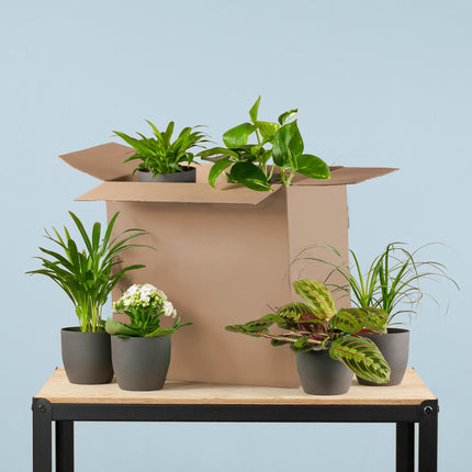 Groene Kneusjesbox - 6 stuks - incl. 6 x pot zwart