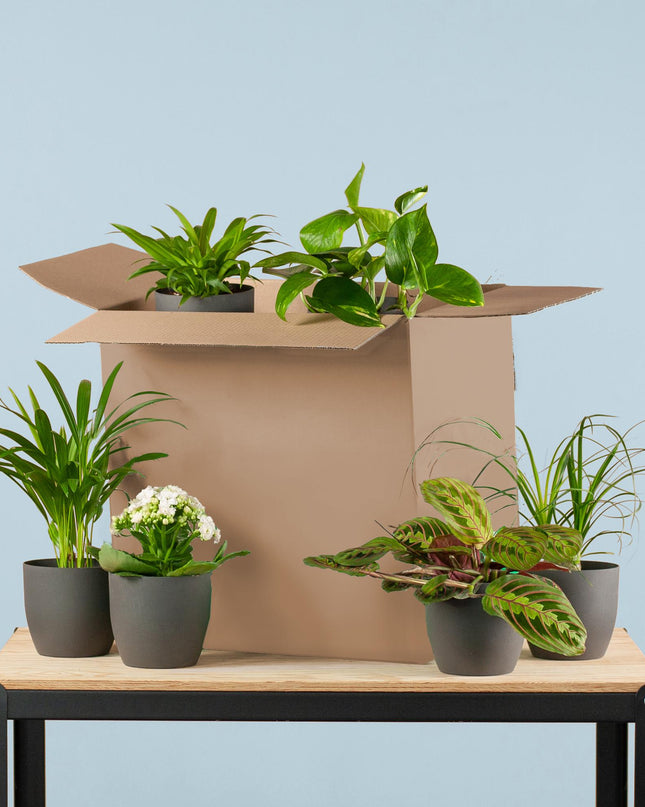 Groene Kneusjesbox - 6 stuks - incl. 6 x pot zwart