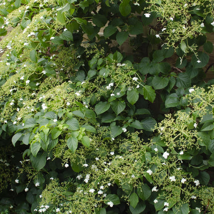 Hydrangea petiolaris - Klimhortensia - Ø15cm - ↕65cm