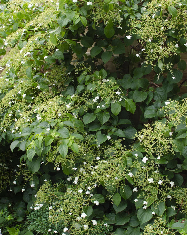 Hydrangea petiolaris - Klimhortensia - Ø15cm - ↕65cm