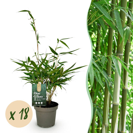Bambus - Fargesia robusta Pingwu - immergrün - nicht wuchernd - grün - 18 Pflanzen - Topf 14cm - Höhe 35cm