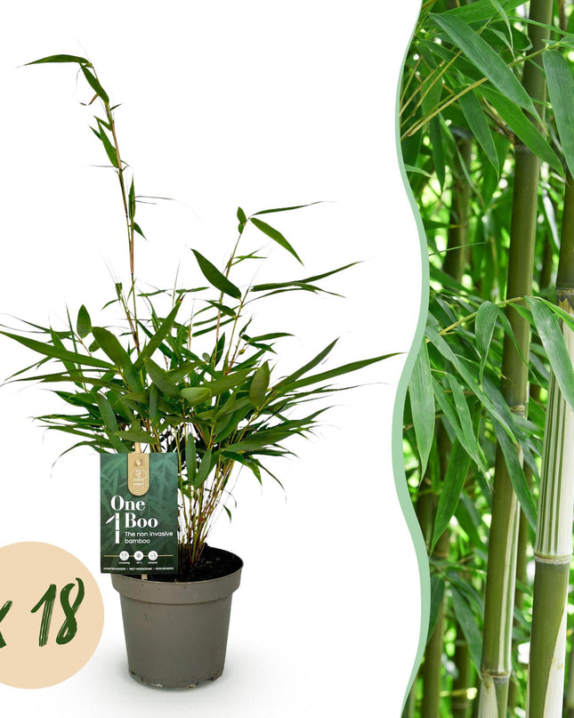 Bambus - Fargesia robusta Pingwu - immergrün - nicht wuchernd - grün - 18 Pflanzen - Topf 14cm - Höhe 35cm