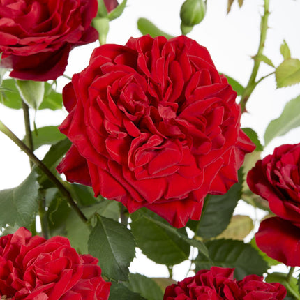 Rosa Crazy in love 'Red' - Rode Roos - Ø15cm - ↕65cm