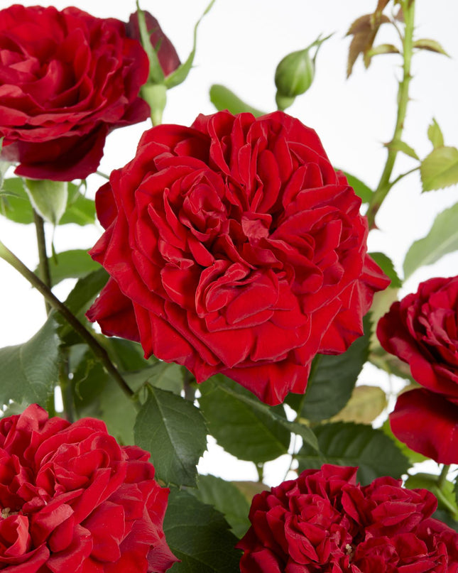 Rosa Crazy in love 'Red' - Rode Roos - Ø15cm - ↕65cm