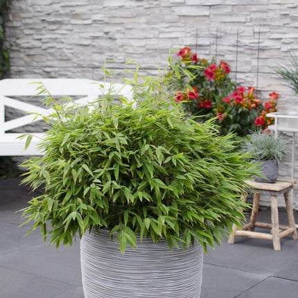 Fargesia 'Moontears'Â® Boobux - Compact groeiend, niet woekerende bamboe - Ø29cm - ↕70cm