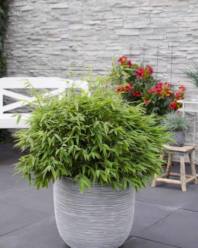 Fargesia 'Moontears'Â® Boobux - Compact groeiend, niet woekerende bamboe - Ø29cm - ↕70cm