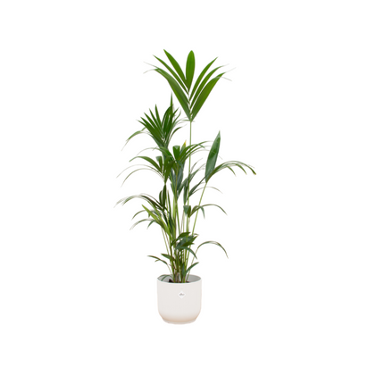Kombi-Angebot - Kentia-Palme inklusive elho Vibes Fold Round weiß Ø30 - 160 cm