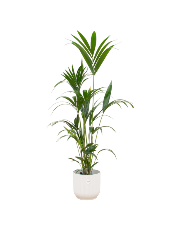 Kombi-Angebot - Kentia-Palme inklusive elho Vibes Fold Round weiß Ø30 - 160 cm