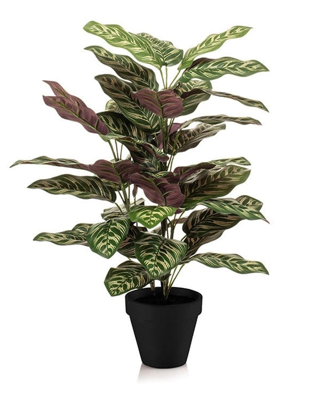 Kunstplant - Calathea in pot - ↕ 65 cm hoog